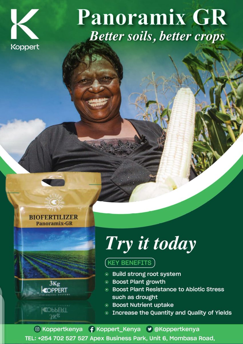 KoppertKenya's tweet photo. Today we met with cereal growers in Uasingishu County in partnership with @KenyaUpl to showcase results after using our biofertilizer Panoramix-GR. 
We had farmers with impressive results of upto 40% increase in production per Acre.
#Weworkforgrowers
#SustainableFarming
#Bios https://t.co/svXLgwpsUh