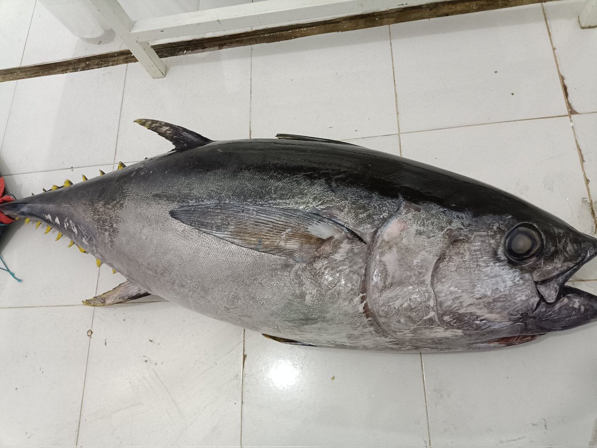 #yellowfintuna
#magurosushi
#freshloin
#japanesefood 
#klrestourant
#bangkokrestourant
#sushi