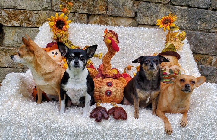 keycay's tweet photo. Happy Thanksgiving to my Twitter family

#HappyThanksgiving #chihuahuasoftwitter https://t.co/g52FwemJQd