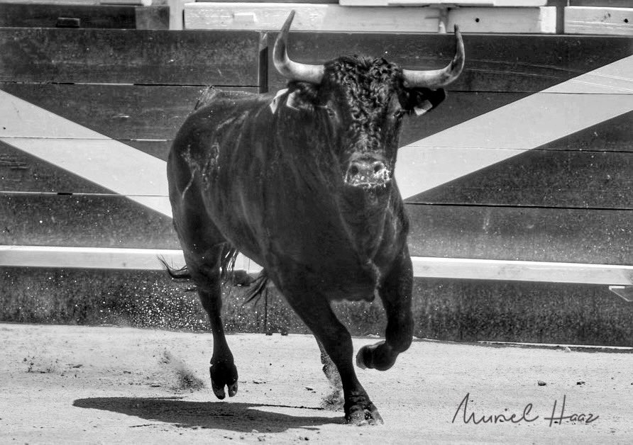 MurielHaaz's tweet photo. #ouialacorrida #Ouiàlacorrida https://t.co/vUb1cUY2Sa