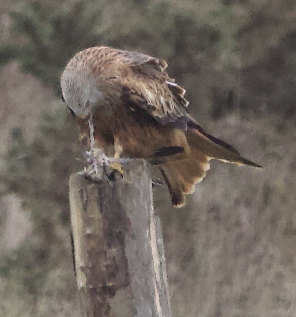 Red Kite on the hillside at St Aidan’s this morning. #Swillyings #StAidans @RSPBAireValley