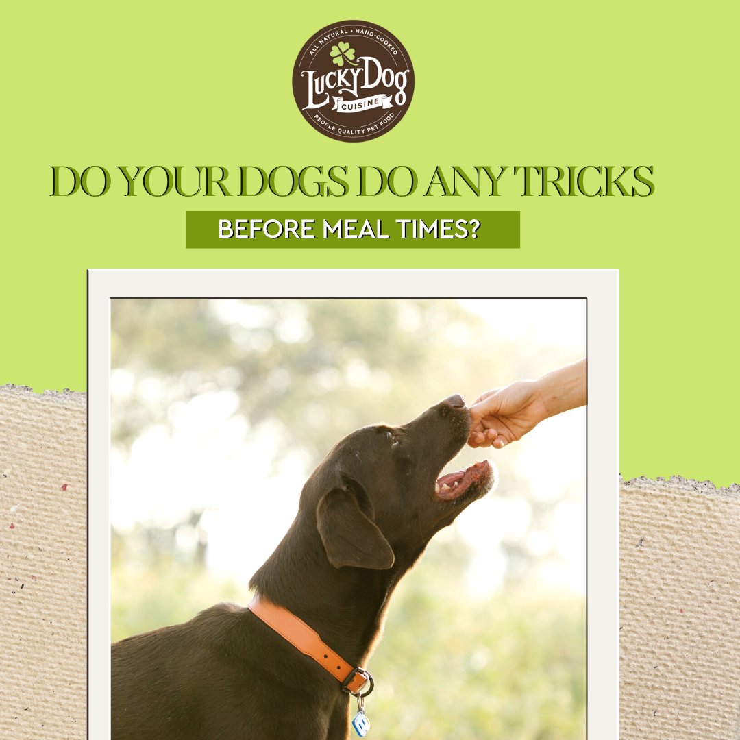Meals and snacks are often used to encourage dogs to learn new tricks and skills. 👌 

Meal time should be a happy time for you and your dog! Lucky Dog Cuisine is made to make meal time fun!

Comment below with your stories! 👇💬

#luckydogcuisine #luckydog