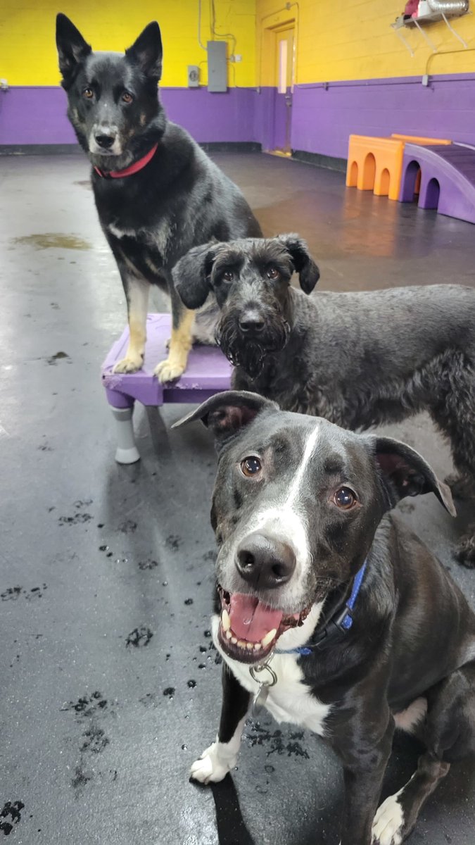 CBPhilly's tweet image. Happy Thanksgiving from all of us here at Central Bark Philly!! 🦃 💕 

We are so grateful to get to spend our days with your amazing pups and make new friends everyday!! We hope that you all have an amazing holiday!!💕 🐶 ✨ 

#centralbarkphilly #centralbark