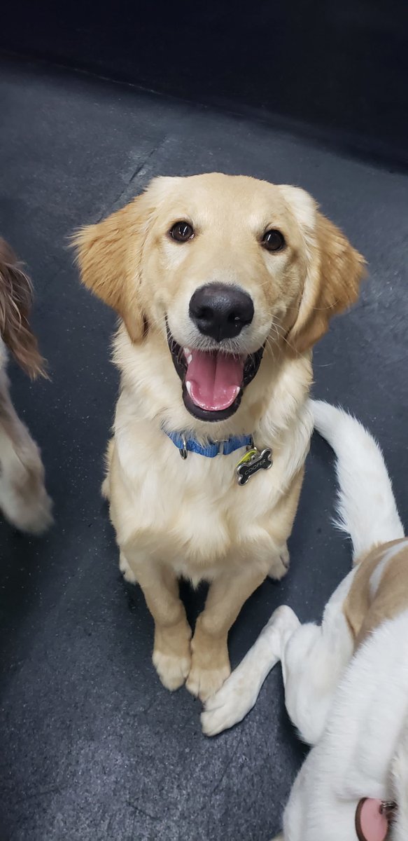 CBPhilly's tweet image. Happy Thanksgiving from all of us here at Central Bark Philly!! 🦃 💕 

We are so grateful to get to spend our days with your amazing pups and make new friends everyday!! We hope that you all have an amazing holiday!!💕 🐶 ✨ 

#centralbarkphilly #centralbark