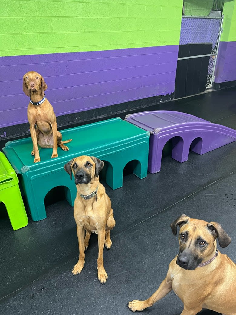 CBPhilly's tweet image. Happy Thanksgiving from all of us here at Central Bark Philly!! 🦃 💕 

We are so grateful to get to spend our days with your amazing pups and make new friends everyday!! We hope that you all have an amazing holiday!!💕 🐶 ✨ 

#centralbarkphilly #centralbark