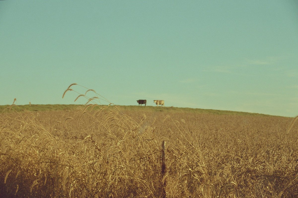 Cody_Manning's tweet photo. #cinestill400D #cinestill #35mmfilm #35mm #cinestillfilm https://t.co/2l4Zz6A0XJ