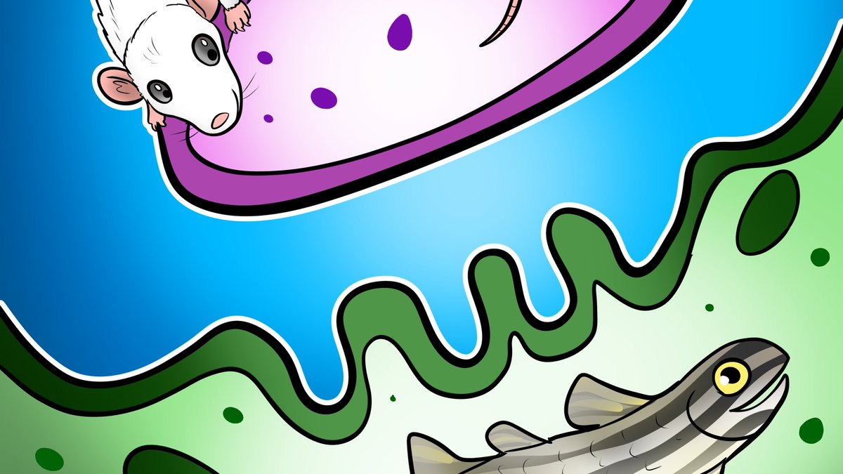 We are hiring! Our lab is seeking a #postdoc researcher to join our team at <a href="/CHEO/">CHEO Ottawa</a> for a 2-year full-time position.

Essential requirements:
🐀 Animal handling exp. (rodent / zebrafish)
🔬 Cell culture exp.
💡 Interest in NMD research 

Apply here: bit.ly/LL-postdoc