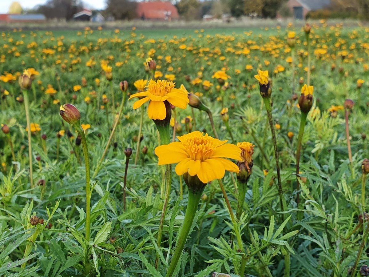 #uitnodiging ✉️| Vanuit het project Bodem APK hebben boeren hebben samen met adviseurs maatregelen uitgevoerd zoals diepe grondbewerking en het telen van groenbemesters. Benieuwd naar hun bevindingen? Meld je aan voor de bijeenkomst dinsdag 6 december👉bit.ly/3tYjglY