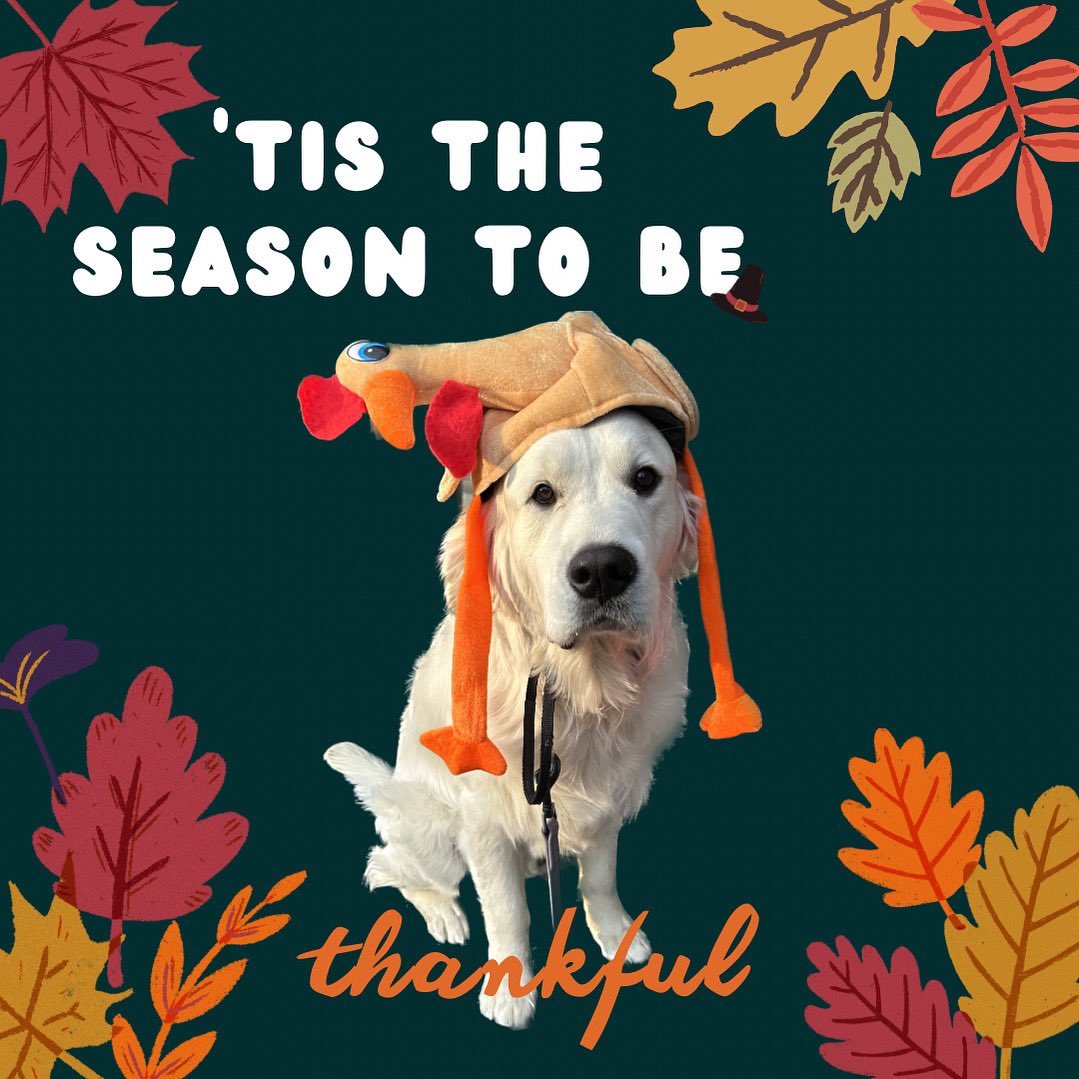Happy Thanksgiving! 🦃🐻‍❄️🚔