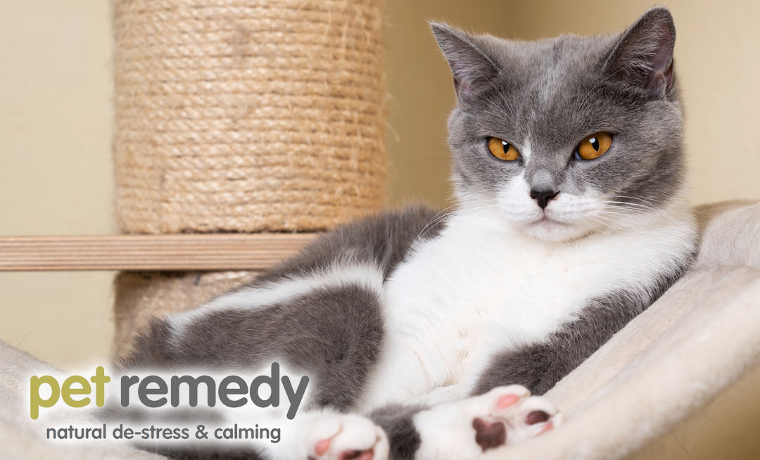 Everyone wants the best for their cat and most pet owners create a safe, happy environment for their feline friends. However, there are many things that can cause pet cats to become stressed - read more here: petremedy.co.uk/3-ways-to-redu… #catstress #petremedy