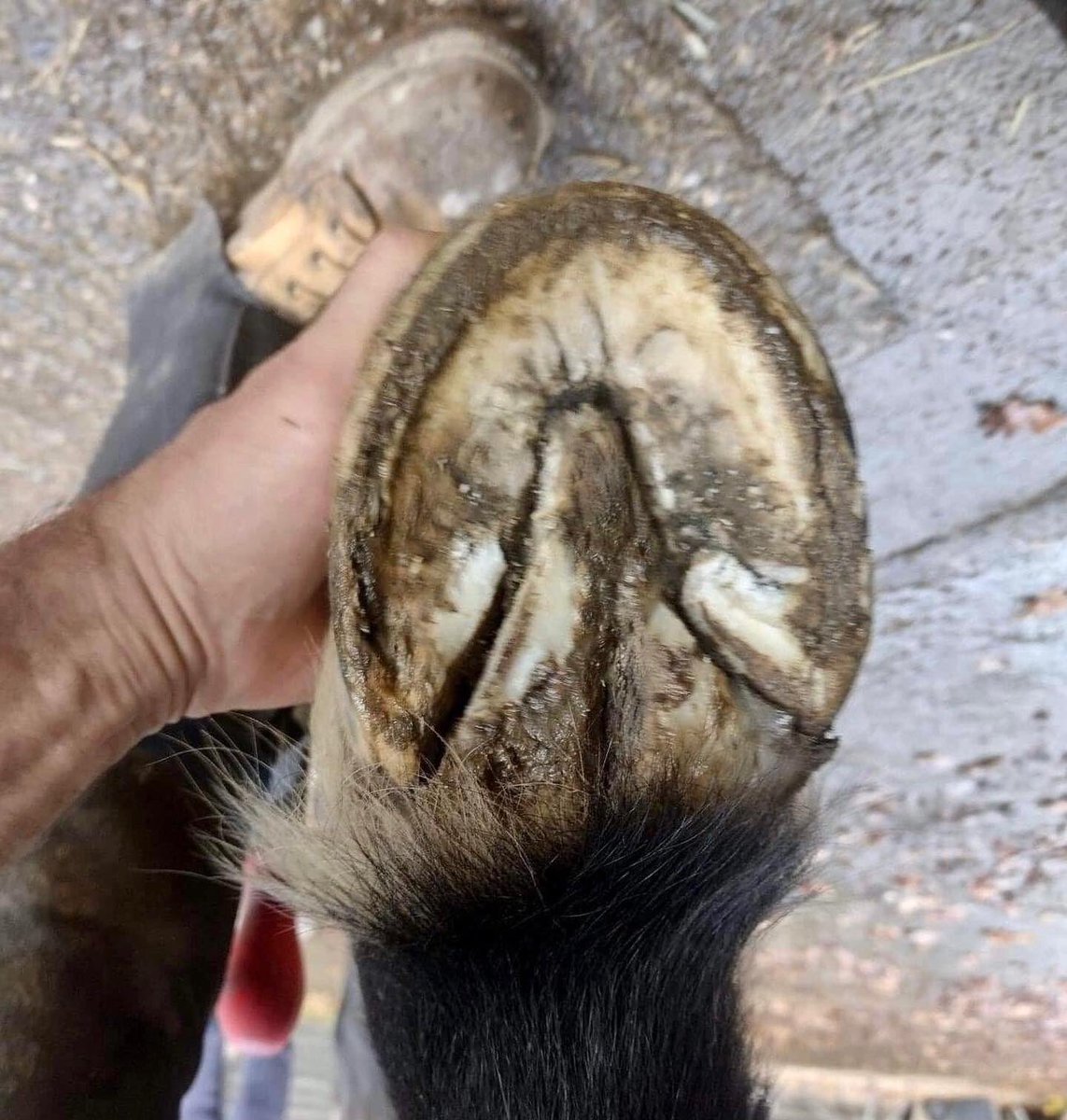 hoovesontrack's tweet photo. Slowly straightening up that wonky hoof! https://t.co/PeViszYHvu
