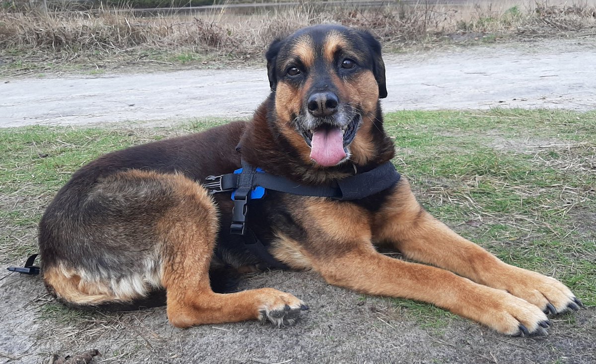 Bella_de_Hond's tweet photo. Lieve vriendjes, vanmorgen heb ik mijn laatste adem uitgeblazen. Ik heb een superleven gehad en het is goed zo. #Knuf voor jullie allemaal 💞 https://t.co/XRAAWDpUhk