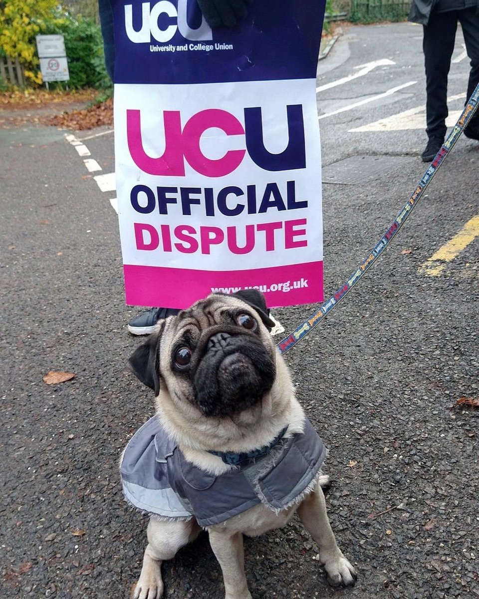 ucu's tweet photo. Just a few picket pups from today 🐶

REPLY to this tweet with dogs and any other animals on your picket line today 👇

#ucuRISING https://t.co/WZOjgUI1Yv