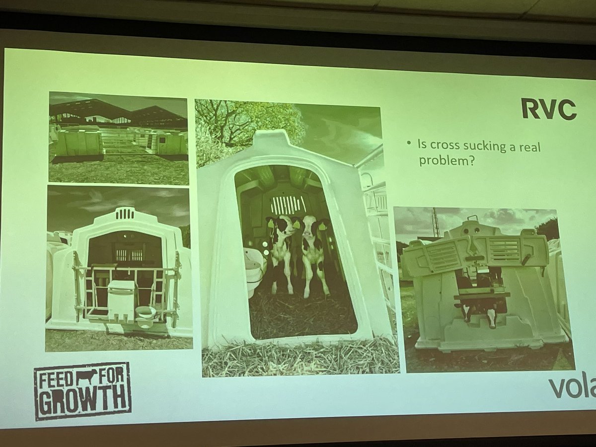 GinnySherwin's tweet photo. What housing type are you using for dairy calves? 
Pair or individual housing: individual housing has OR 1.88 for disease development (n=400 calves) 
Abnormal oral behaviours still happen if individually housed (⬆️ self grooming)
Sophie Mahendran from @RoyalVetCollege #totaldairy https://t.co/jWWmgw1Lym