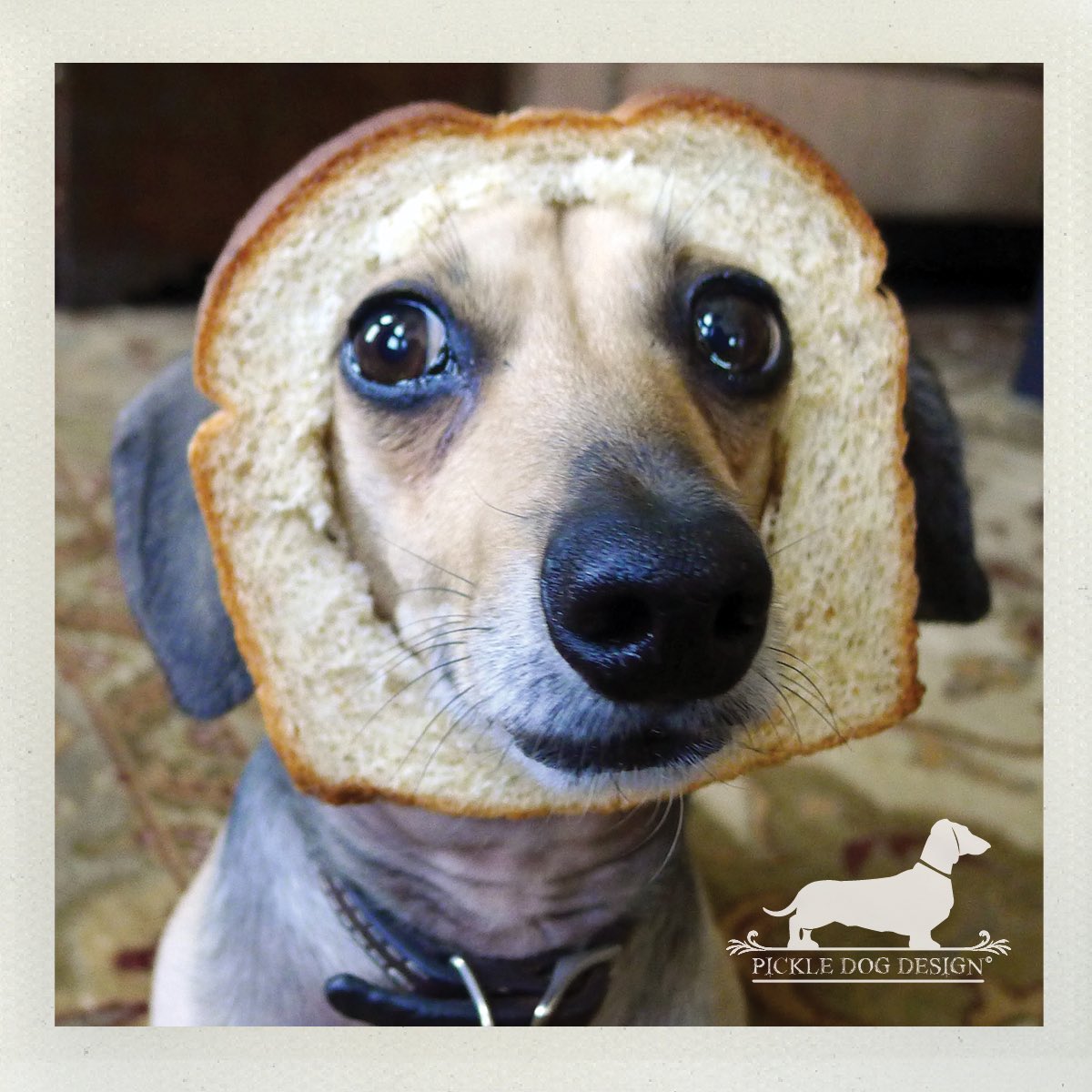 PickleDogDesign's tweet photo. A lot of people are about the turkey, but we’re all about the carbs... Happy Thanksgiving! 🦃

#purebred #purebread #breadface #minidoxie #dachshund #doxie #happythanksgiving #dogsofminneapolis #doglife #dogoftheday #dogbread #breaddog https://t.co/0lHEfobLYC