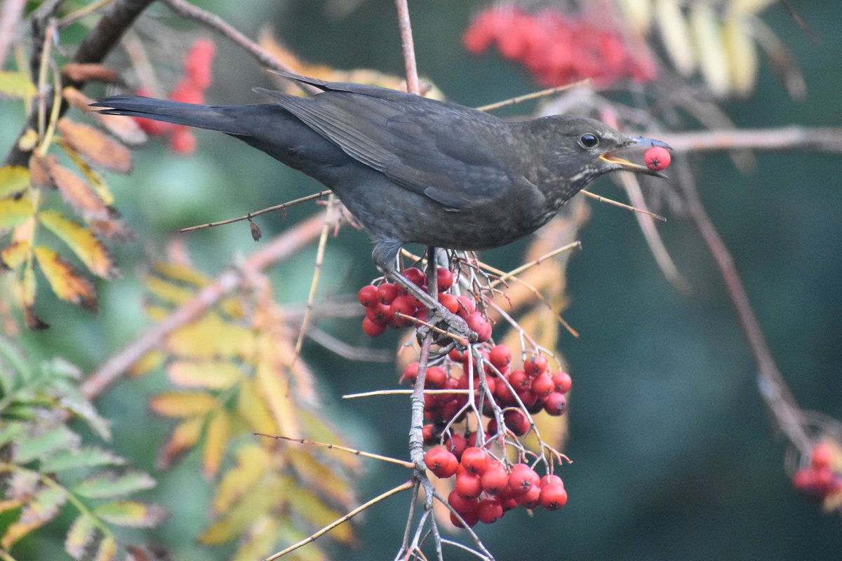 Spent a pleasant morning at the breakfast bar birdwatching through the window. One of our rowan trees was being stripped of berries, mainly by Thrushes, Redwing and Blackbirds. Also enjoyed watching various tits, a treecreeper, wren and robin.
<a href="/SussexWildlife/">Sussex Wildlife Trust 🦔</a> 
#365DaysWild