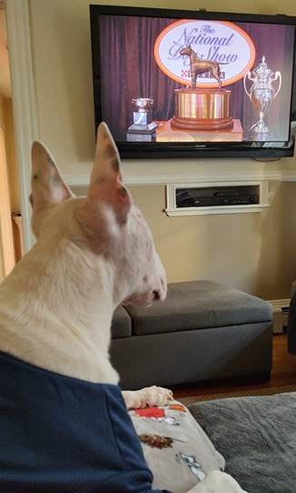 rexthetvterrier's tweet photo. It's time for the #NationalDogShow, sponsored by @Purina! That trophy is amazing. It looks just like me 😀. There are so many great dogs competing. I always enjoy seeing the rare breeds, like the one that looks like a mop #DogsWatchingDogs #PurinaPartner https://t.co/XhbL7GRI4a