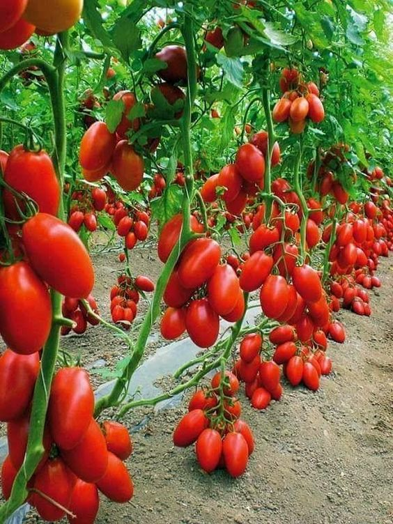 Tomato farming in greenhouse ensures high production. 
Please like and retweet if you are interested.