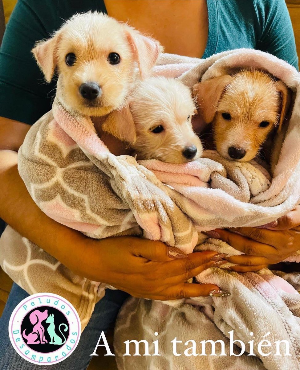Plu2Desampara2's tweet photo. En adopción Cdmx y EdoMex 5538007358 https://t.co/uBvOQQ3GGm