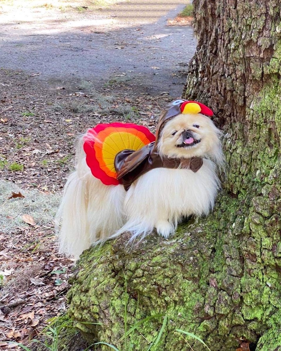 LilCaliGurl's tweet photo. Hab a #turkeyriffix day!
I am XTRA tankful today itz Tanksgib-n ๐ฆ fur familee, furiends like y'all! Happi #Thanskgiving ! Member gobble till you wobble! ๐ฆ
.
#CaliGurl #happythanksgiving #Petsgiving #thanksgivingdog #dogsofthanksgiving #thankful #thankfulgratefulblessed https://t.co/goqw9CBVbo