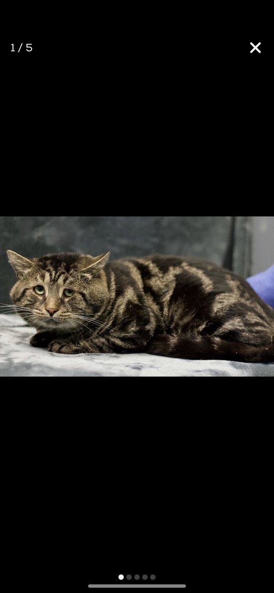 i swear to god. if one of you doesn’t go get fishtopher…

petfinder.com/cat/fishtopher…