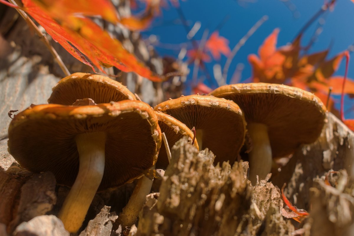 5cragstudios's tweet photo. GM everyone and happy holidays! I have a couple of mushrooms today.

#mushroom #mushrooms #fungi #nature #mycology #fungus https://t.co/eGDvubtNx9