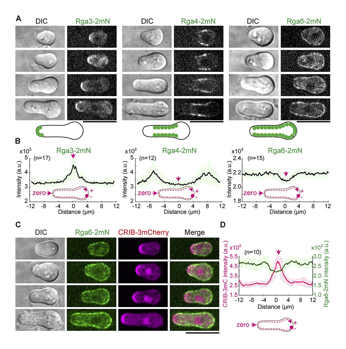 JCellBiol's tweet photo. Image shows cortical localization of Rga3, Rga4, and Rga6 in outgrowing cells. Wenfan Wei, Biyu Zheng, Chuanhai Fu and colleagues @USTCGlobal show that the #Cdc42 GAP Rga6 promotes monopolar outgrowth of spores. https://t.co/H0gwRHS2nK
#Polarity #Genetics #Cytoskeleton #GTPases https://t.co/xUMY30z3zg