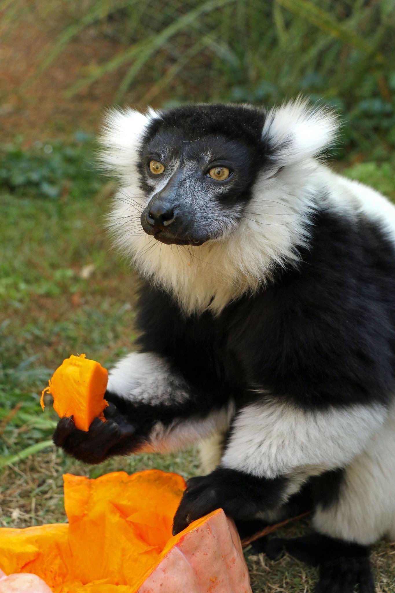 Little Rock Zoo announces two new baby monkeys