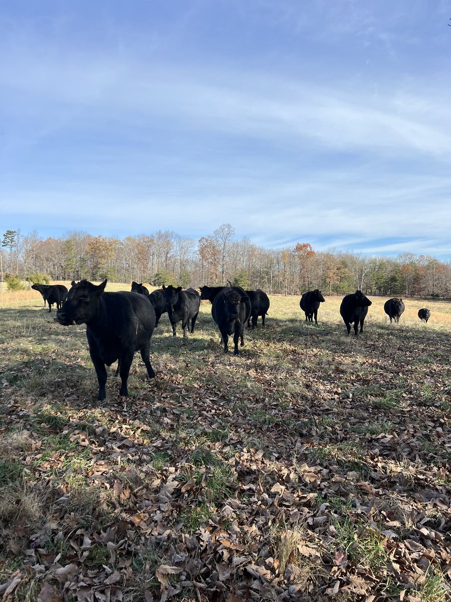 Peanut Coleman tweet media