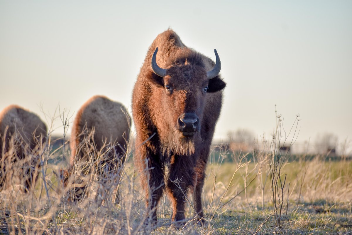 Today and everyday, we are thankful for our staff, partners, volunteers &amp; supporters who are committed to restoring and protecting Missouri's amazing landscapes. We would like to extend our sincerest gratitude to you. You make our work possible. Thank you. #HappyThanksgiving