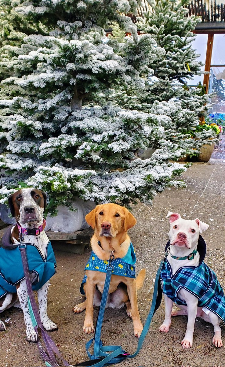 OrbitAnd's tweet image. Hiiiiiiiiiiii! On our walk we stopped in at a nursery and they had this group of snow trees!! They weren't wet or cold, but they are very cool. 
Hope that you have a wonderful day. Happy Thanksgiving! 🦃
❤️Luna, Orbit, and Kringle
#dogtwitter #dogsoftwitter