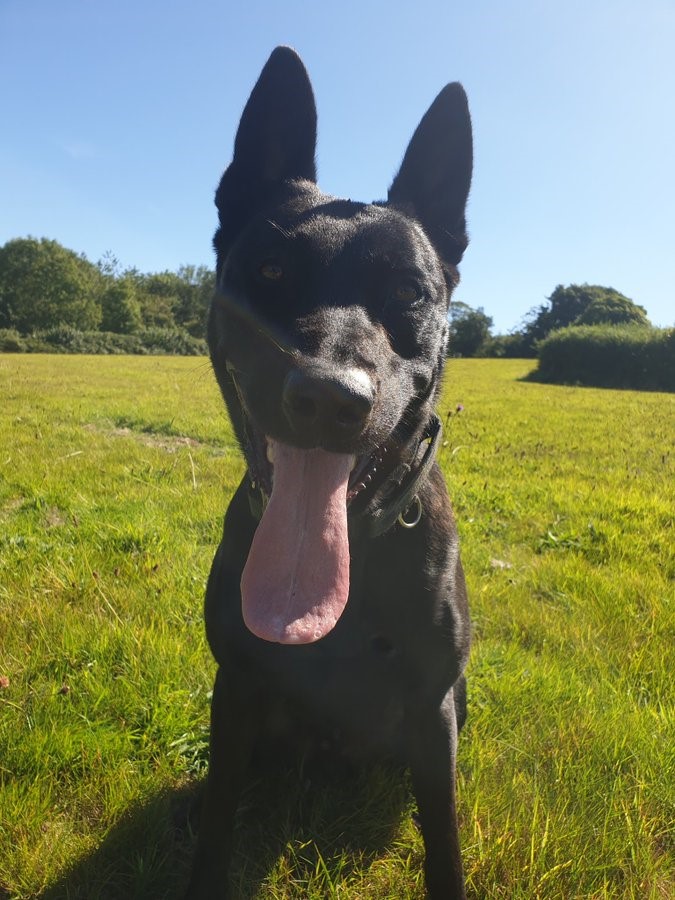 Devon & Cornwall Police (@dc_police) on Twitter photo #LatestNews - two men have been arrested following drugs warrant in North Cornwall earlier today.
<a href="/CornwallDogs/">Cornwall Police Dogs</a> PDs Bond and Cooper assisted with the search and locating suspected drugs.
More info here: crowd.in/GM38En #LatestNews - two men have been arrested following drugs warrant in North Cornwall earlier today.
<a href="/CornwallDogs/">Cornwall Police Dogs</a> PDs Bond and Cooper assisted with the search and locating suspected drugs.
More info here: crowd.in/GM38En