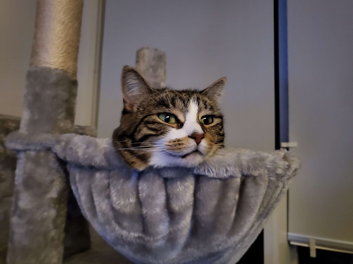 Sackcat will grant you 1 wish... If she feels like it.