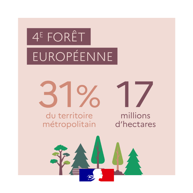 Agri_Gouv's tweet photo. Riche en biodiversité, la forêt française couvre 31% du territoire métropolitain 🌳🌲 Retrouvez tous les chiffres qui comptent ⤵

#ChiffresClés #JeudiInfographie