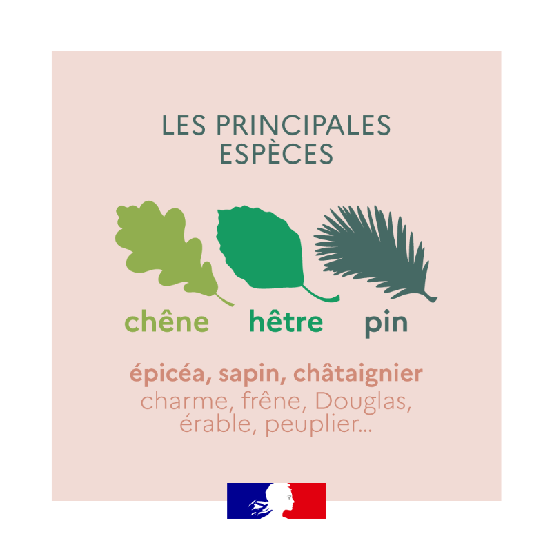 Agri_Gouv's tweet photo. Riche en biodiversité, la forêt française couvre 31% du territoire métropolitain 🌳🌲 Retrouvez tous les chiffres qui comptent ⤵

#ChiffresClés #JeudiInfographie