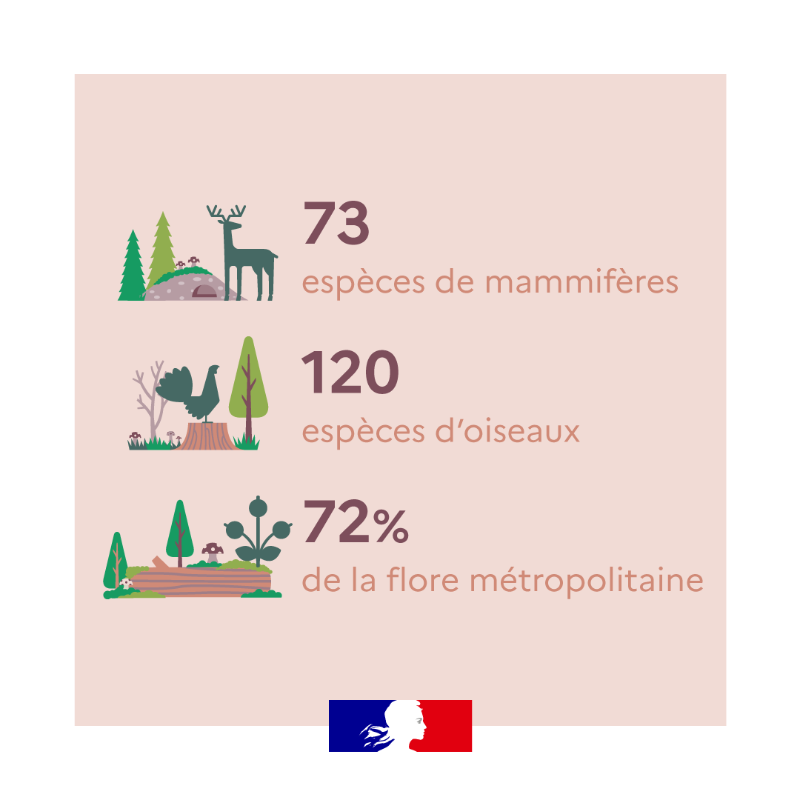 Agri_Gouv's tweet photo. Riche en biodiversité, la forêt française couvre 31% du territoire métropolitain 🌳🌲 Retrouvez tous les chiffres qui comptent ⤵

#ChiffresClés #JeudiInfographie