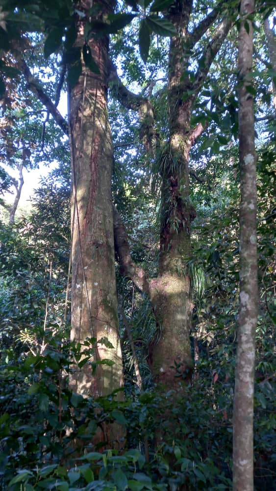 orquibor's tweet photo. Árboles hogar de Los Andes venezolanos. #erinworkdiary #mikiorchid #orchid #orchids #orchideen #orhidee #орхидея #orquidea #orkide #orquídeas #orchidaceae #orchidlover #фаленопсисы #пелорик #peloric #peloricorchid #phalaenopsis #phalaenopsisorchid #tyingshinbluejay #phal_bluejay https://t.co/0V1F4NqJe4