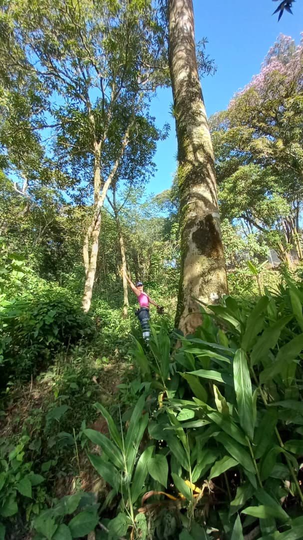 orquibor's tweet photo. Árboles hogar de Los Andes venezolanos. #erinworkdiary #mikiorchid #orchid #orchids #orchideen #orhidee #орхидея #orquidea #orkide #orquídeas #orchidaceae #orchidlover #фаленопсисы #пелорик #peloric #peloricorchid #phalaenopsis #phalaenopsisorchid #tyingshinbluejay #phal_bluejay https://t.co/0V1F4NqJe4