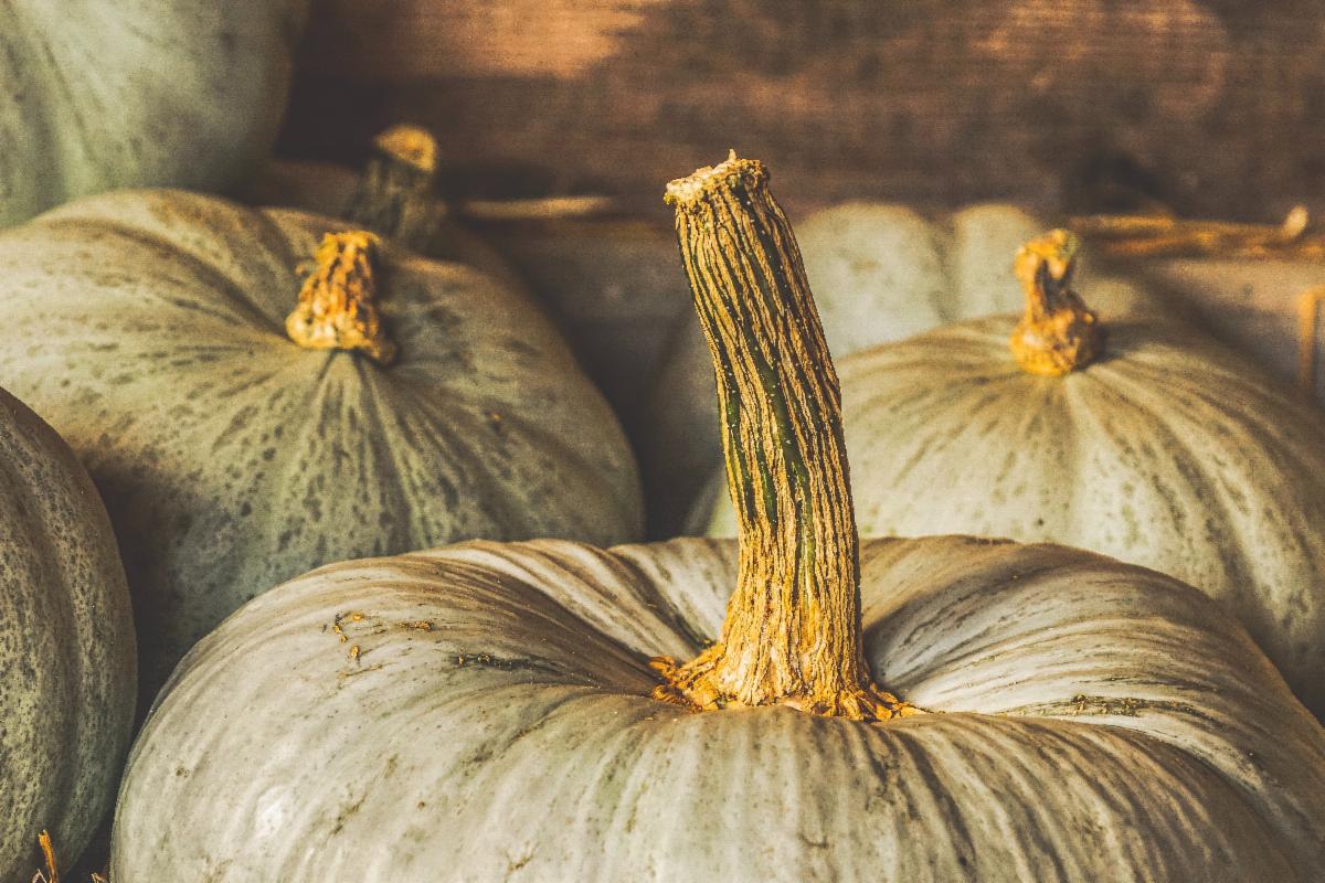 MRTBabbletype's tweet image. Extending gratitude to everyone who made this past year so memorable. We look forward to new opportunities and experiences in the coming year. #mrx #happythanksgiving #talkturkeytome #blessed