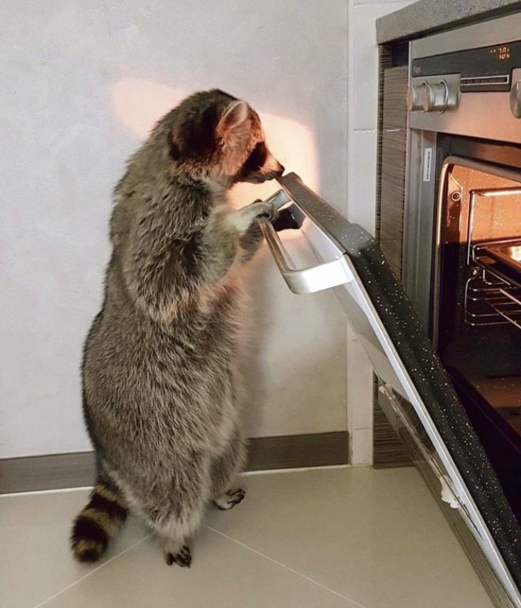 Happy Thanksgiving 🦝