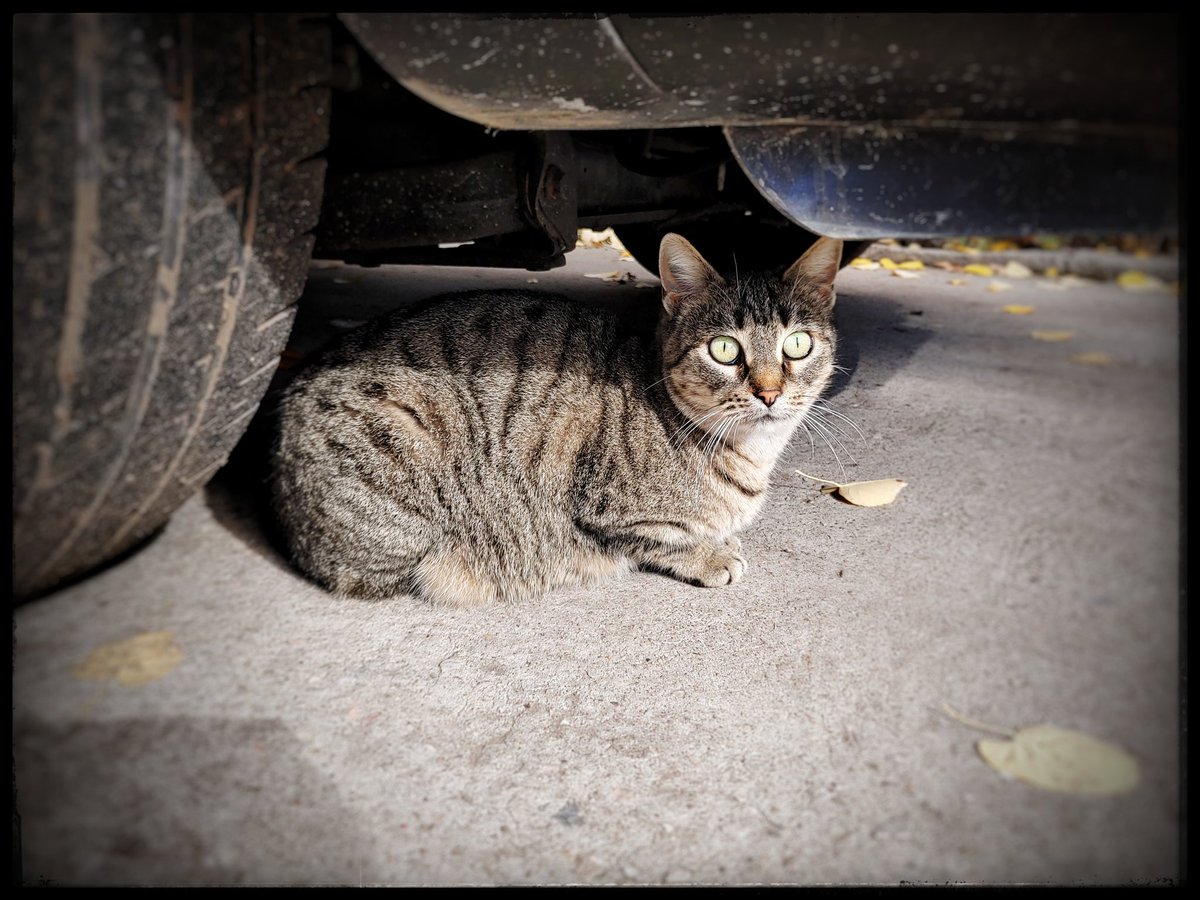 #cathursday #cat #cats #stray #straycat #CatsOfTwitter