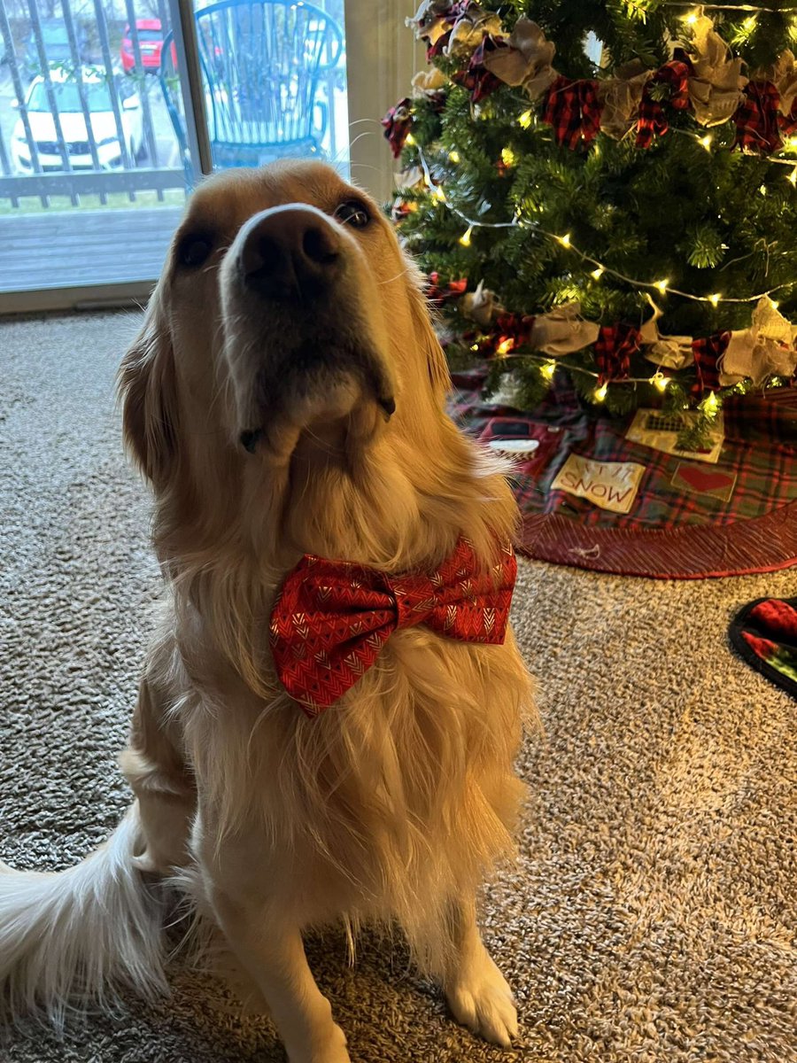 Marley wishes everyone a happy thanksgiving! 🍁 don’t worry, he’ll get lots of turkey for his participation 😉