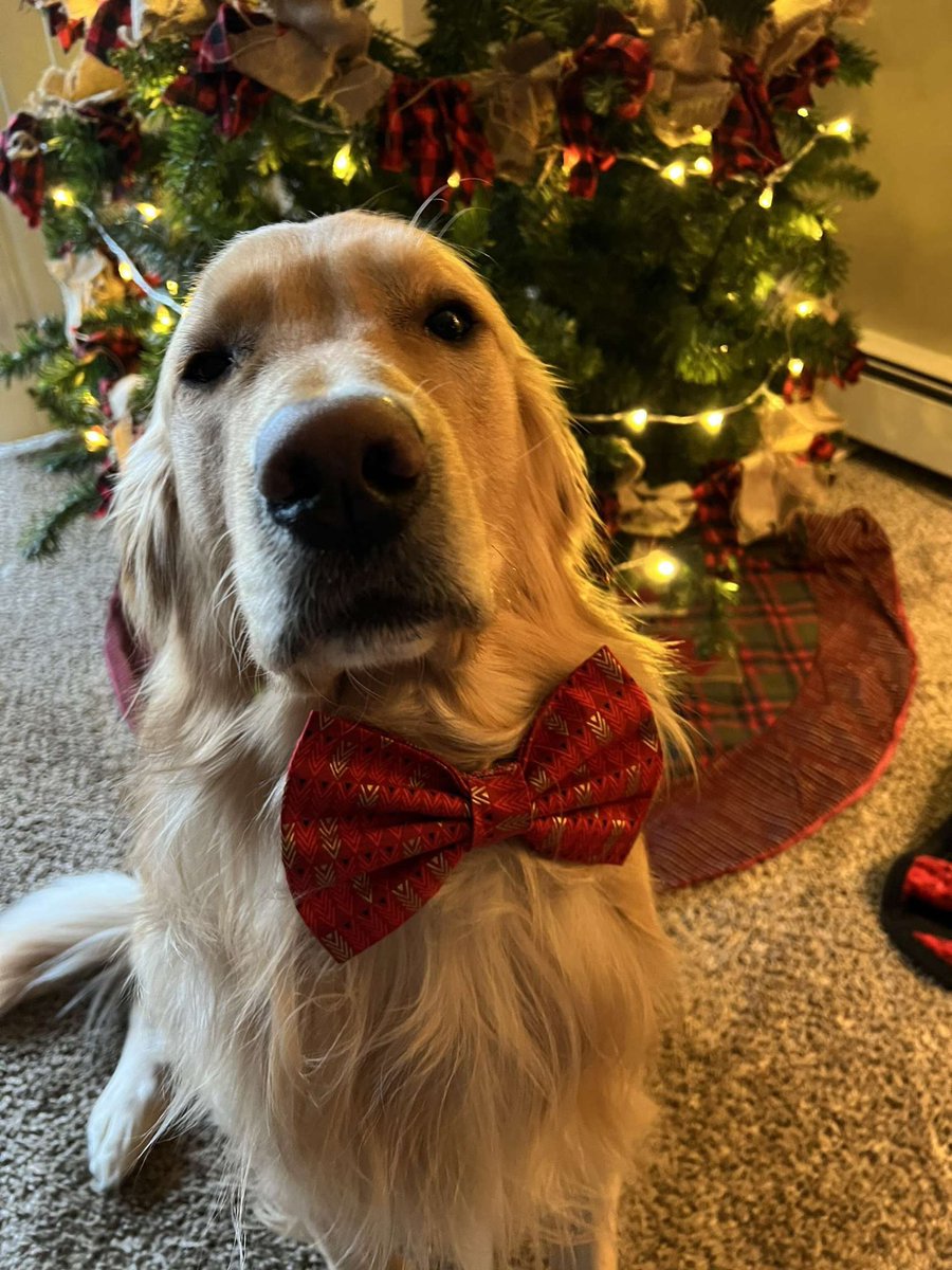 LoveHate699's tweet photo. Marley wishes everyone a happy thanksgiving! 🍁 don’t worry, he’ll get lots of turkey for his participation 😉 https://t.co/wtwQzcMmNS