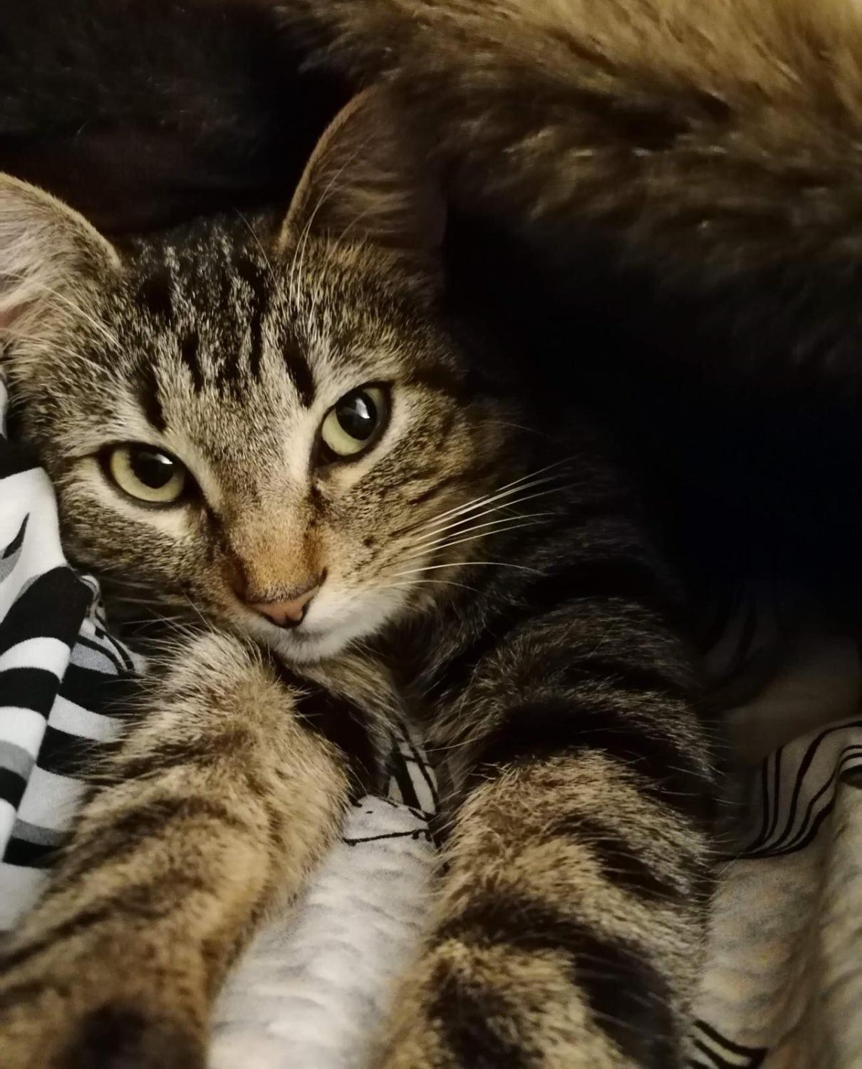 Le Bien Public on Twitter "Animaux mais pourquoi votre chat "patoune" ? https//t.co