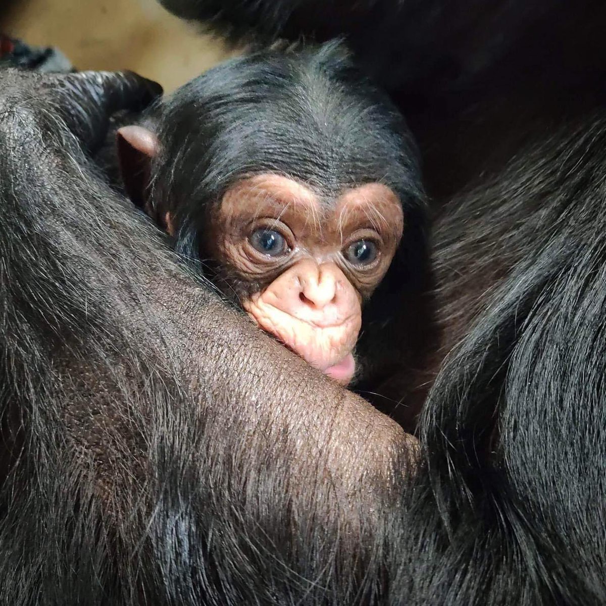 rocknrobn69's tweet photo. #kucheza

Im so in love with this little guy https://t.co/xF8Xk6h0Ek