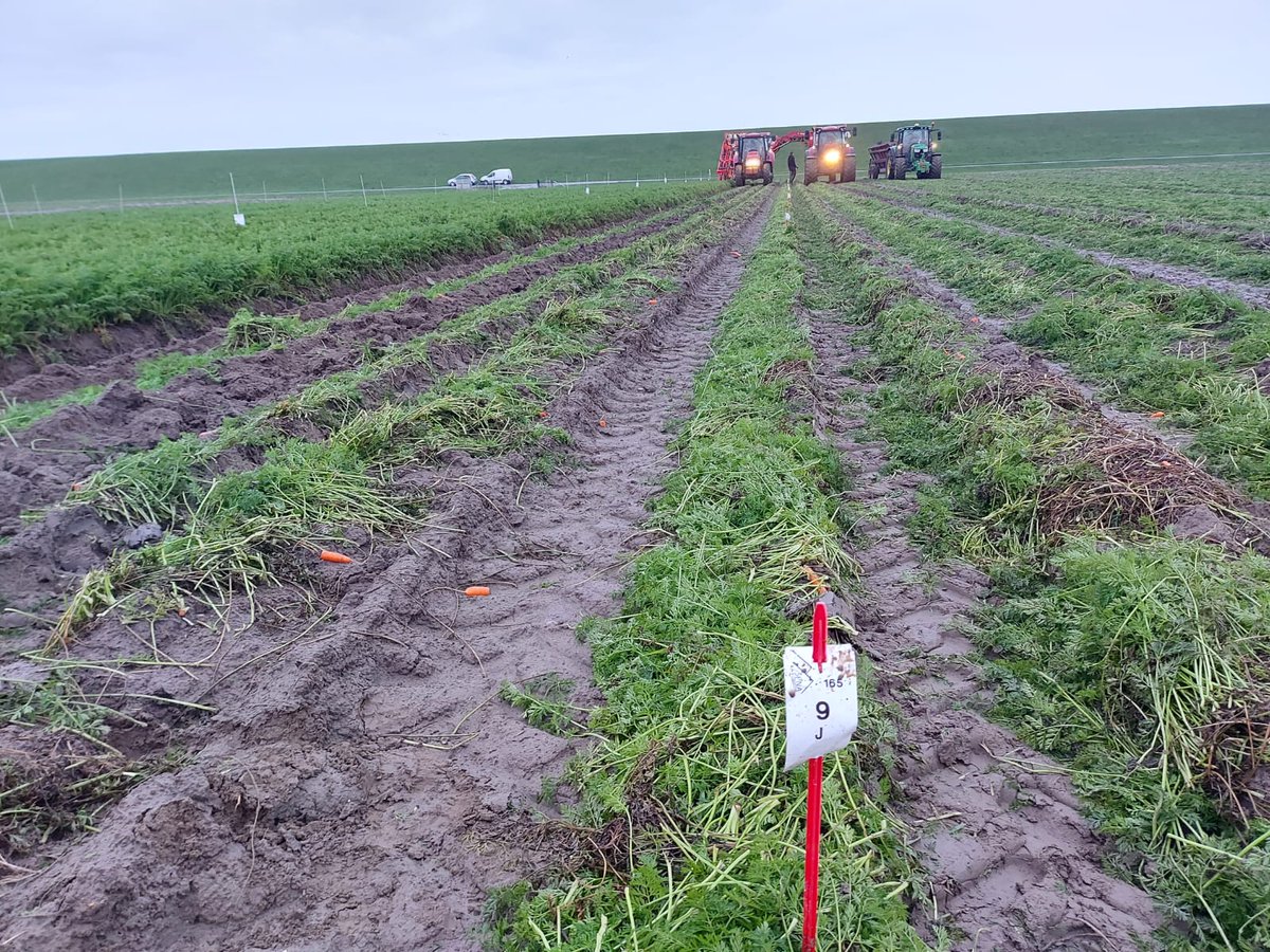 SPNA_agro's tweet photo. Deze week zowel de bewaarpeen-proefveldjes als de praktijk-bio industriepeen geoogst. Beide oogsten verliepen prima, ondanks de forse damhertenschade in de bio peen toch als industriepeen naar #Laarakker
@bio_bv. De praktijk-bio kavel gelijk weer ingezaaid. https://t.co/EMhPtg7SDj