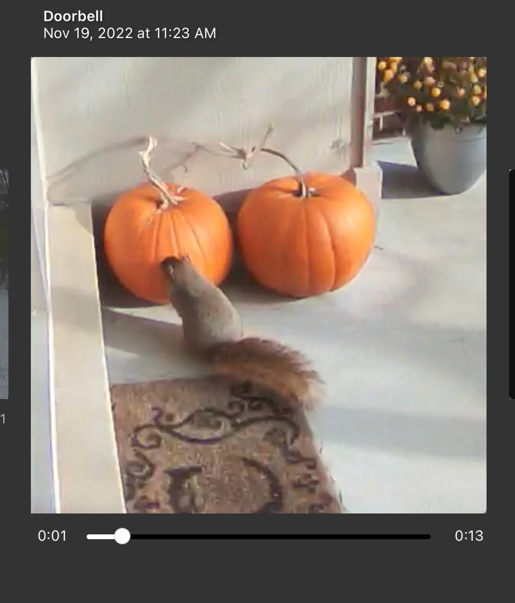 inyerself's tweet photo. The Arlo Essential Wired Video Doorbell: Good Enough to Catch our Pumpkin Thieves!
https://t.co/puGMq6LZFD
#gadgets #gadgetsnow #thursdayvibes #ThursdayMotivation #ThursdayThoughts #writerslift #tech #instatech
#security #smarthome #blackfriday
#innovation #technology #techie https://t.co/SD7CDUr41k