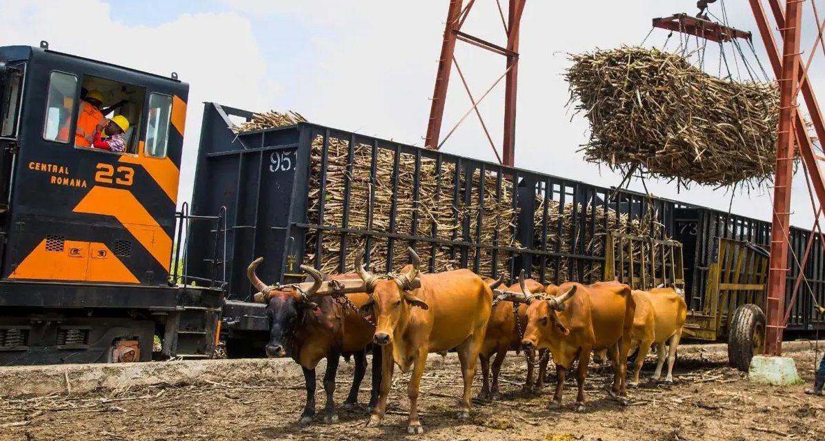InformativosCa1's tweet photo. #InCaribeRD | Estados Unidos prohíbe importación de azúcar del Central Romana por supuesto maltrato laboral https://t.co/LvSHH6gy83 https://t.co/6NR6JwNDrH