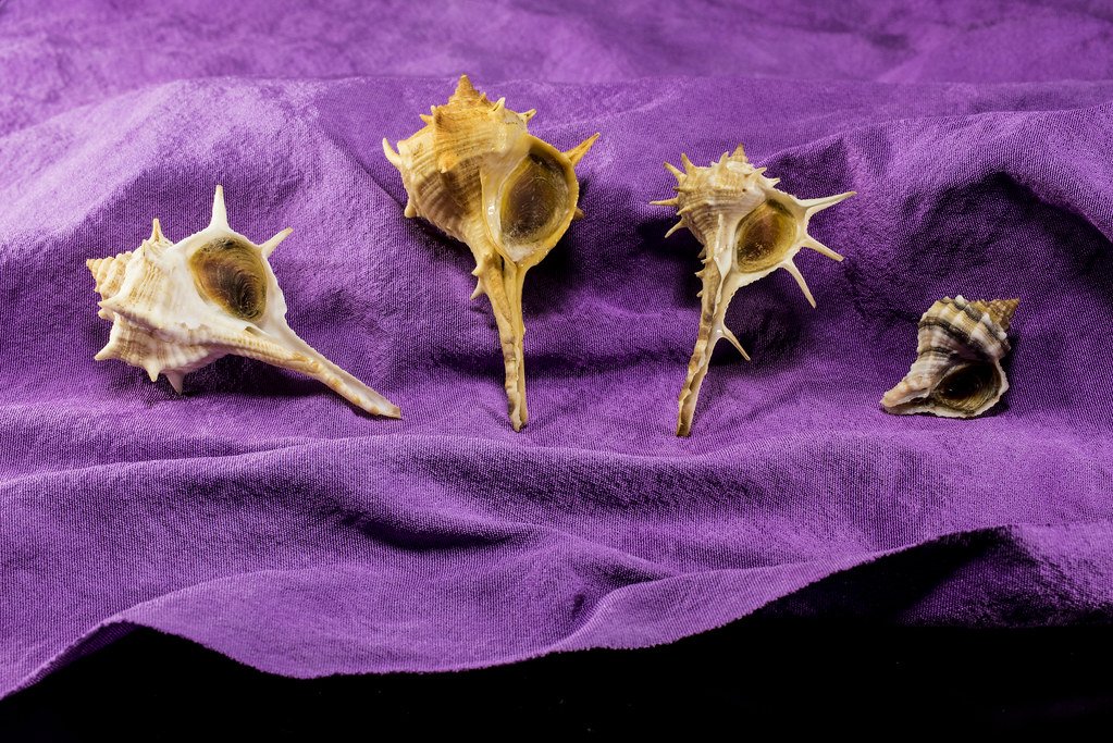 Zarif Balcı on Twitter: 