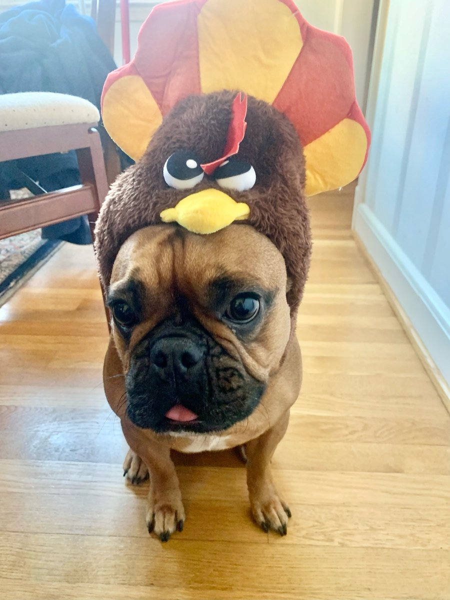 Happy thanksgiving! We are thankful for each other, for the chance to do meaningful work, and for turkey!🦃
<a href="/jhrheumatology/">Johns Hopkins Rheumatology</a> 

#Thanksgiving2022     #JHRheumDog
#BrutusOfBaltimore